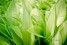  wild-garlic-leaves-g1f30a4482-1920 